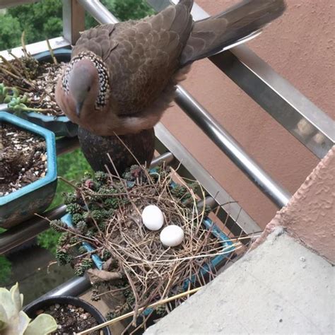 斑鳩築巢下蛋風水|斑鳩係我家築巢